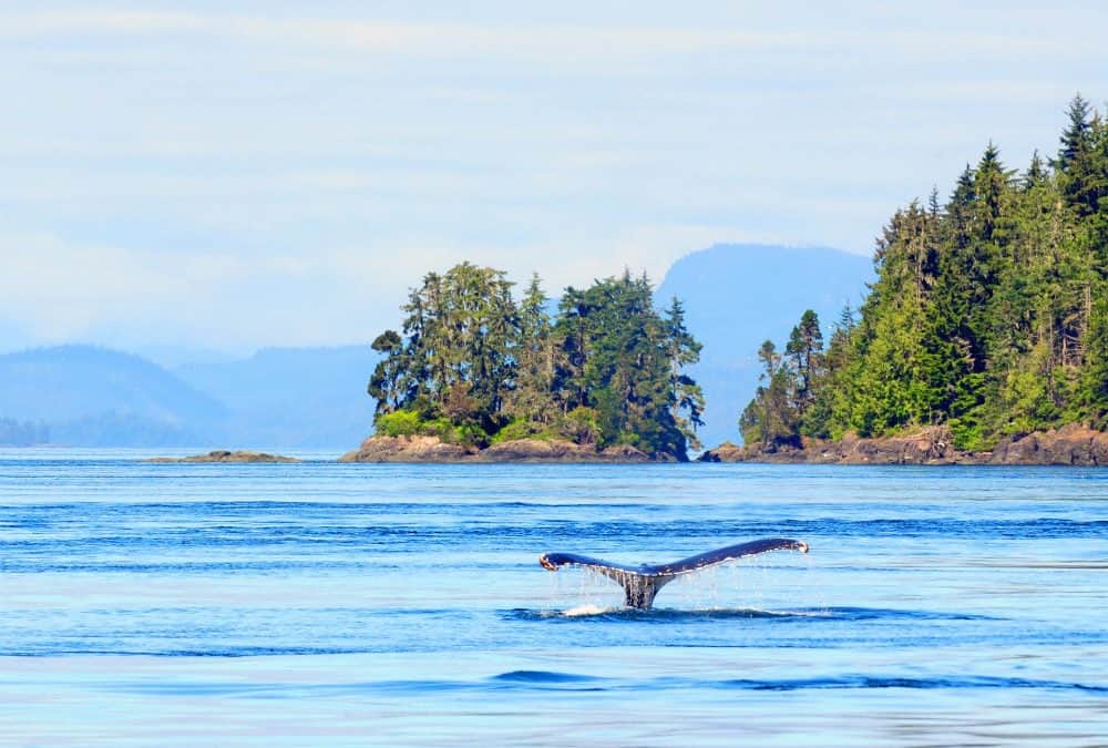 canada whale watch